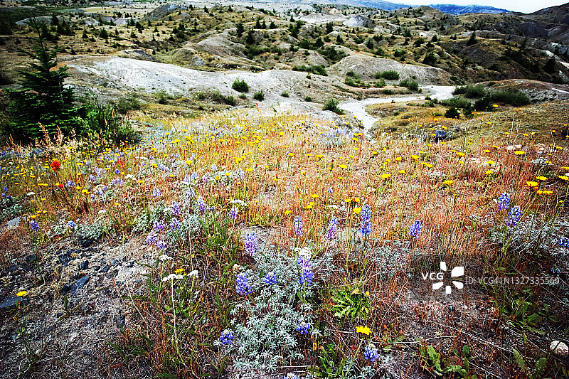 俯瞰火山景观的野花草甸图片素材