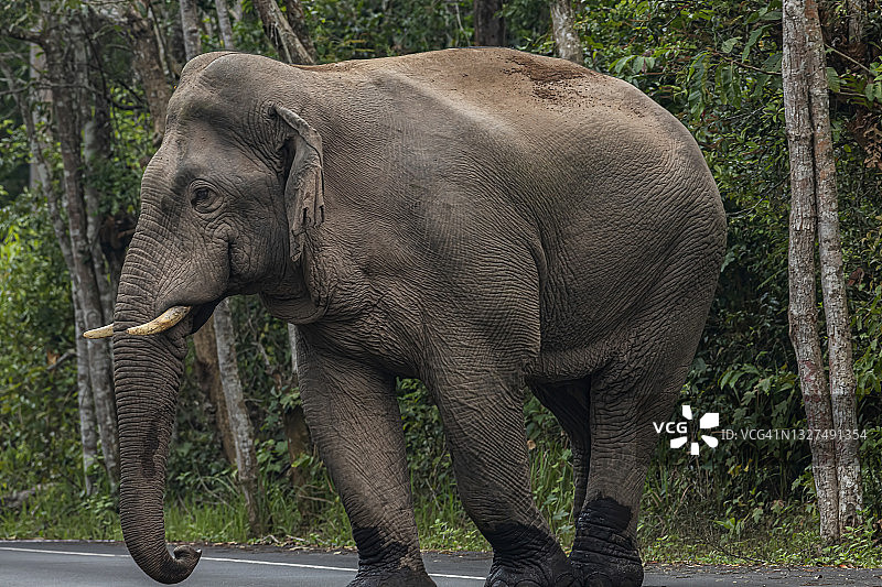 大象在大自然中移动图片素材
