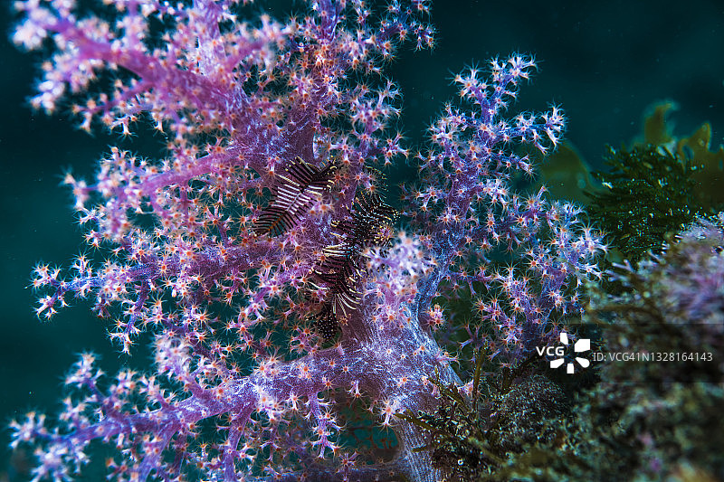 周围有羽星的软珊瑚。Owase,米氏日本图片素材