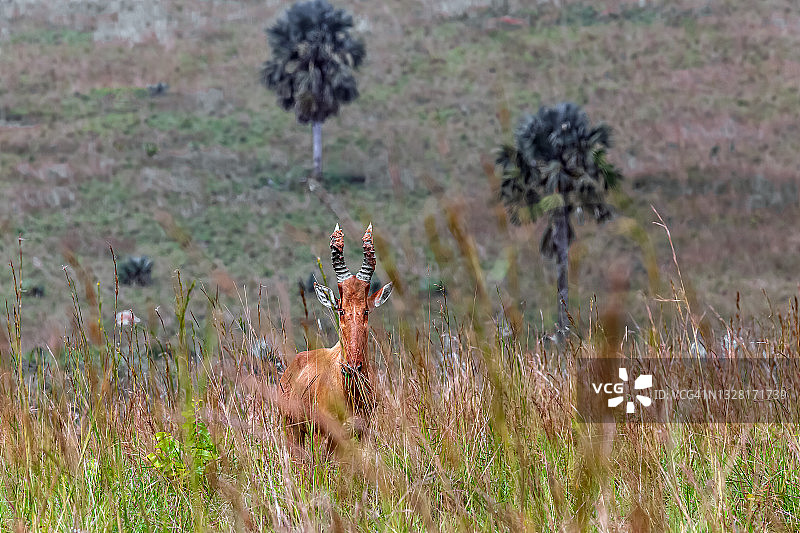 杰克逊的麋鹿，乌干达默奇森瀑布国家公园图片素材
