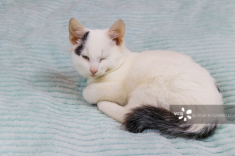 一只白色的猫在家里的床上图片素材