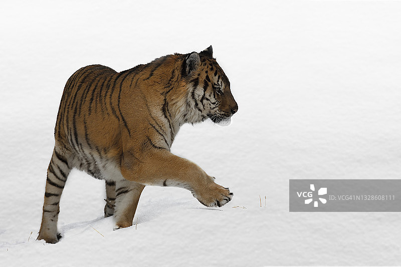 西伯利亚虎(panthera tigris altaica)在雪地上行走的特写镜头图片素材