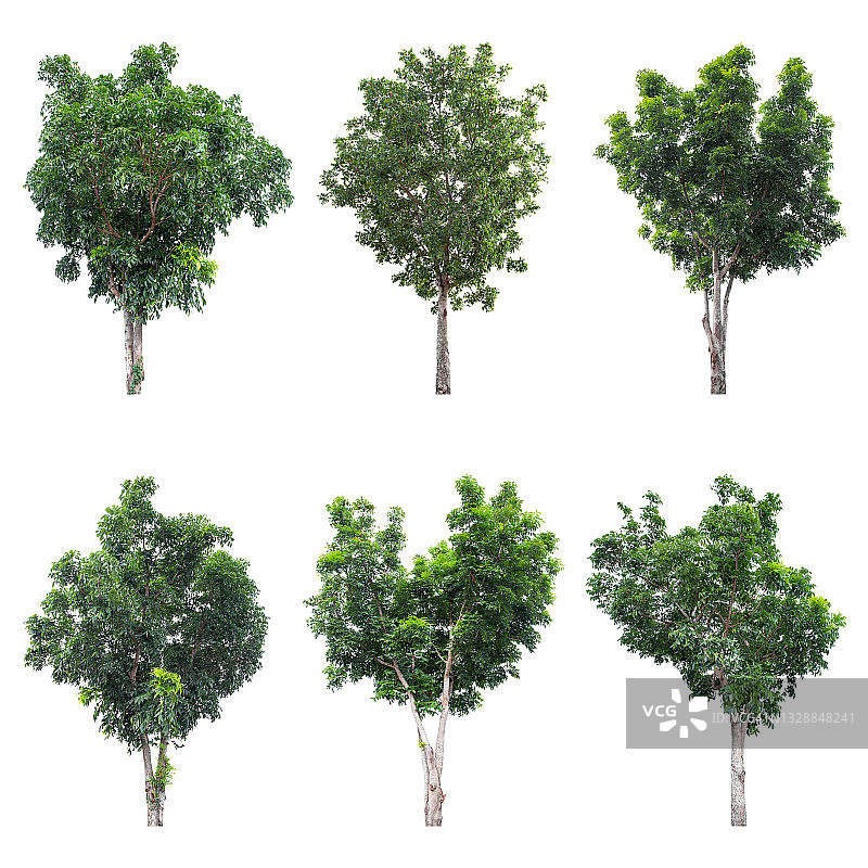 收集绿树孤立。绿树孤立在白色背景上图片素材