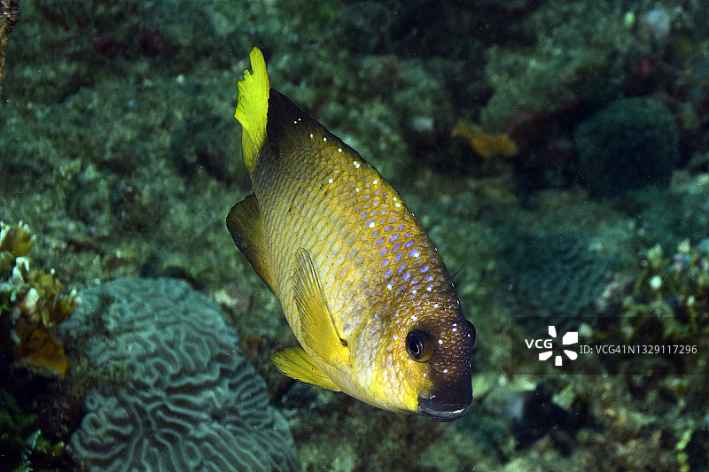 黄小热带鱼。图片素材