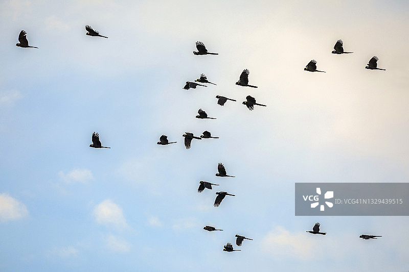 飞翔的鸟群，凤头鹦鹉，黄昏的天空，澳大利亚图片素材