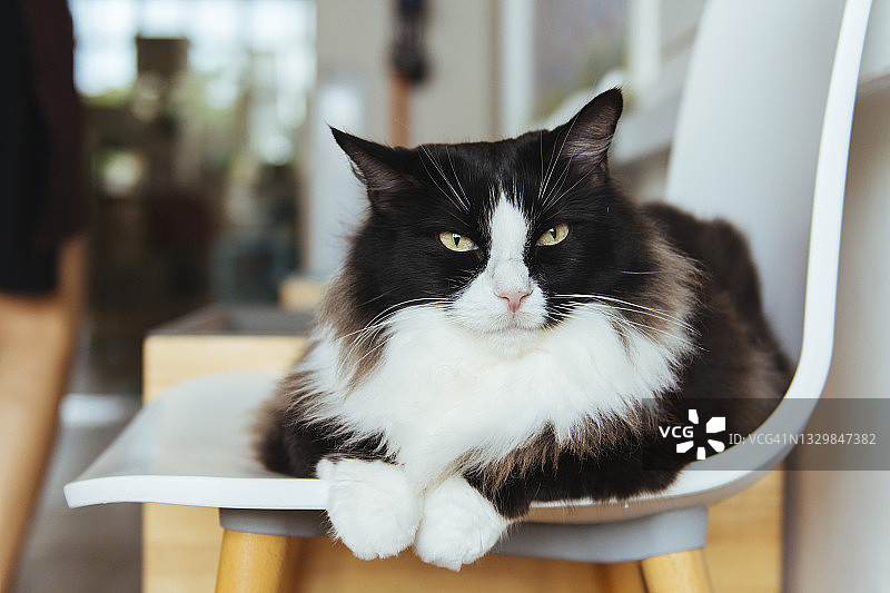 华丽的黑白燕尾服长毛猫坐在埃姆斯风格的复古椅子上图片素材