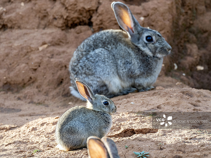 兔子一家在兔子洞旁边的地里。图片素材