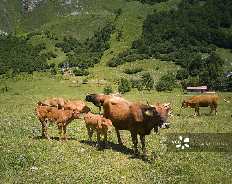 在欧罗巴山吃草的牛图片素材