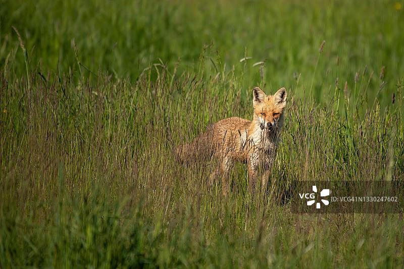 德国勃兰登堡普里尼茨红狐图片素材