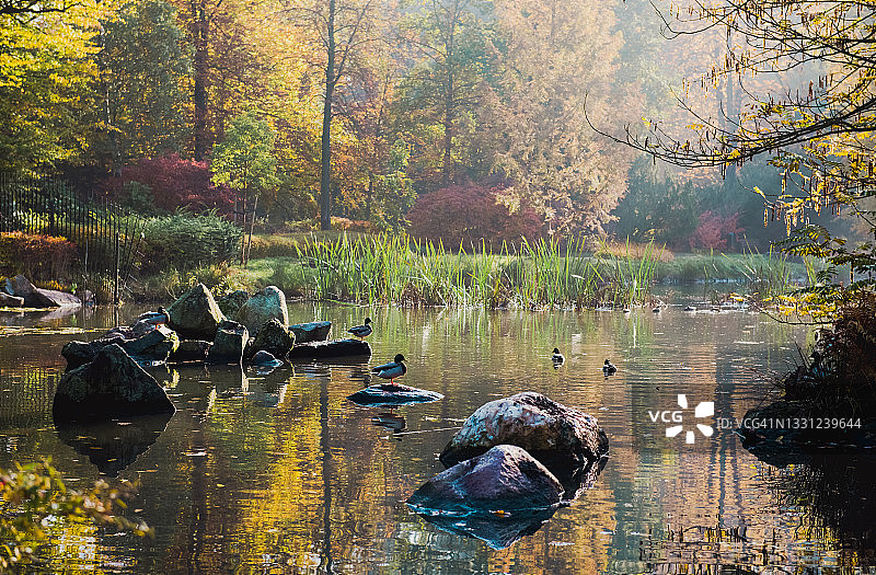 在欧洲的一个城市里，秋天的日本花园里，湖上的石头上的鸭子，放松的地方图片素材