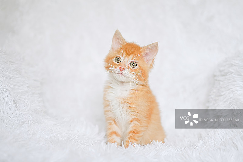 红色的虎斑小猫坐在毛茸茸的白色毯子上图片素材