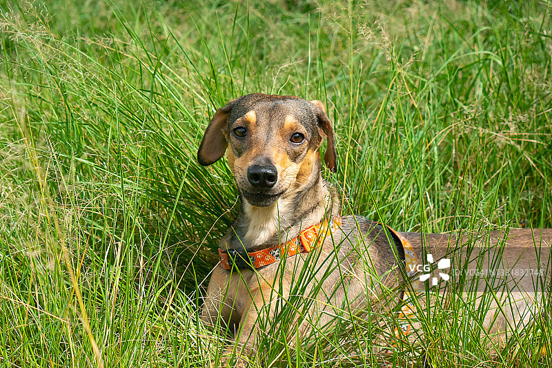 哥伦比亚麦德林，一只快乐的棕色杂种狗在公园的绿草地上玩耍图片素材