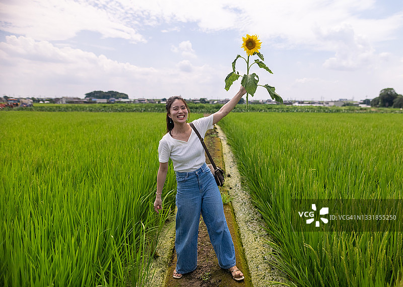 幸福的女人在稻田里捧着向日葵图片素材