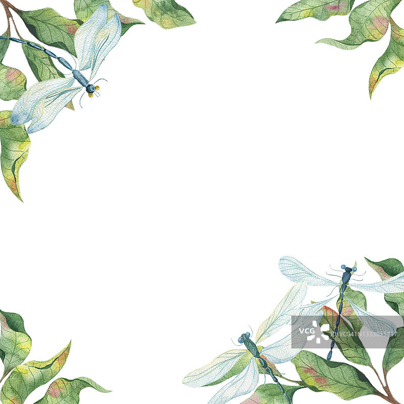 水彩框架与彩色的蜻蜓和树枝的叶子在白色的背景。图片素材