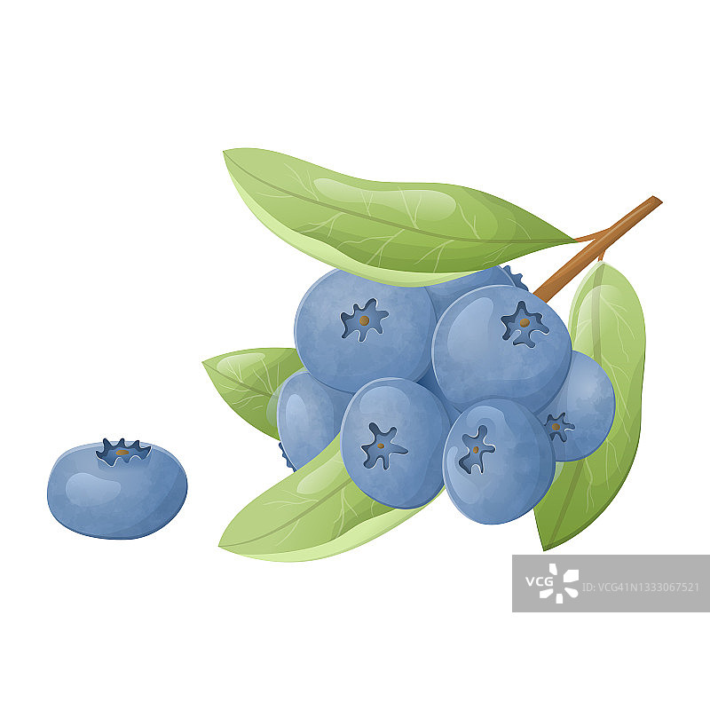 向量孤立的插图一根树枝或一束森林蓝莓与叶子。天然健康的野生森林浆果。图片素材