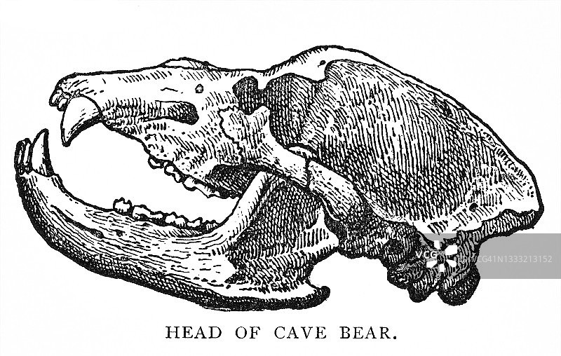 人类之前巨大动物的古老雕刻插图，洞穴熊的头骨图片素材