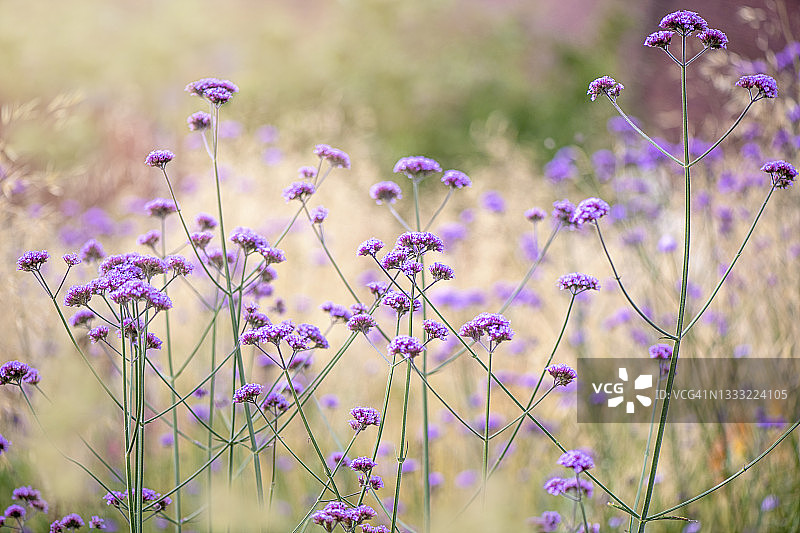 马鞭草在朦胧的阳光下开出美丽的紫色夏日花朵图片素材