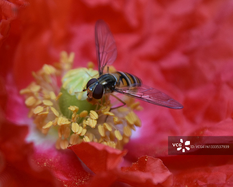 红罂粟花上的蚜蝇图片素材