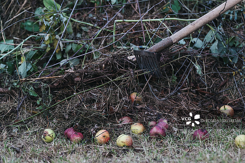 在花园的背景与腐烂的苹果大堆肥堆图片素材