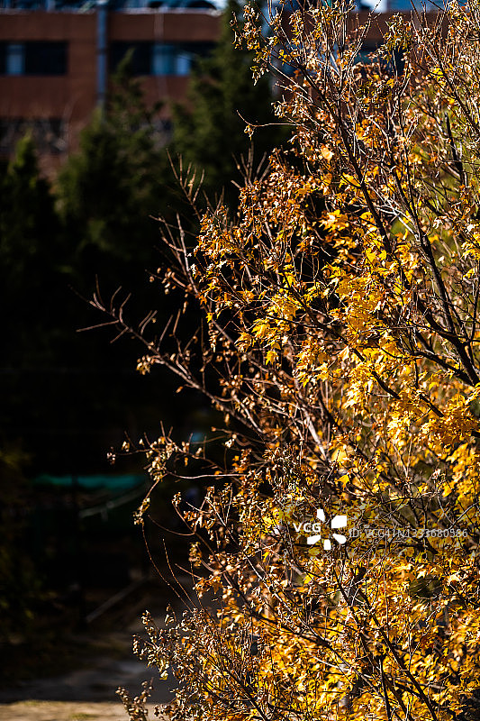 秋天的树木和树叶图片素材