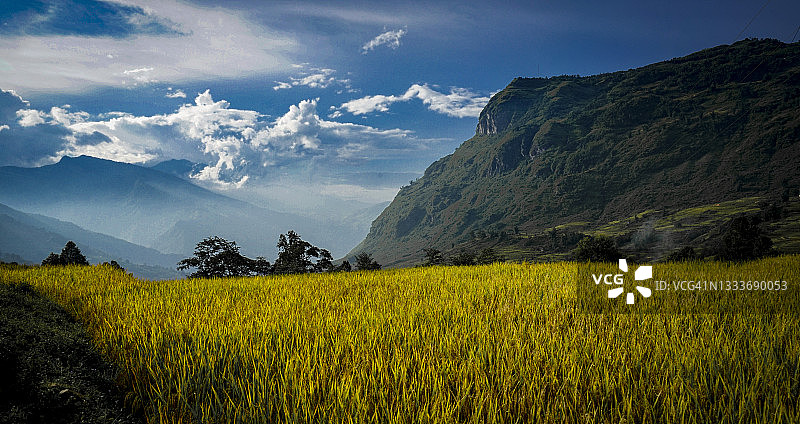 越南北部老街省Y Ty地区的黄色水稻梯田图片素材