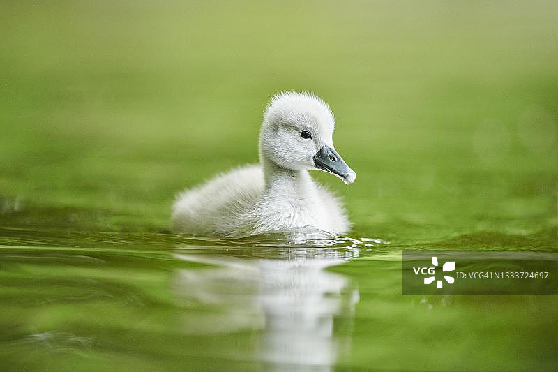 在德国巴伐利亚湖上游泳的哑天鹅(天鹅座)小鸡图片素材