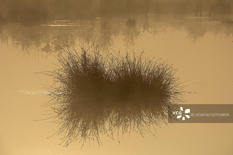 Rehdener-Geestmoor，沼泽中的草丛，雾，背光，下萨克森州，德国图片素材