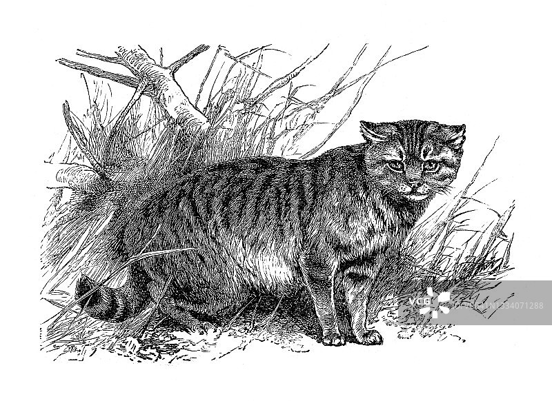 野猫画于1898年图片素材