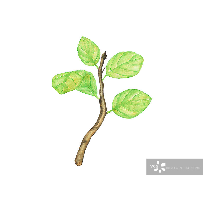 分枝有绿色的叶子孤立在白色的背景上。水彩手绘插图。带嫩叶的春枝。图片素材