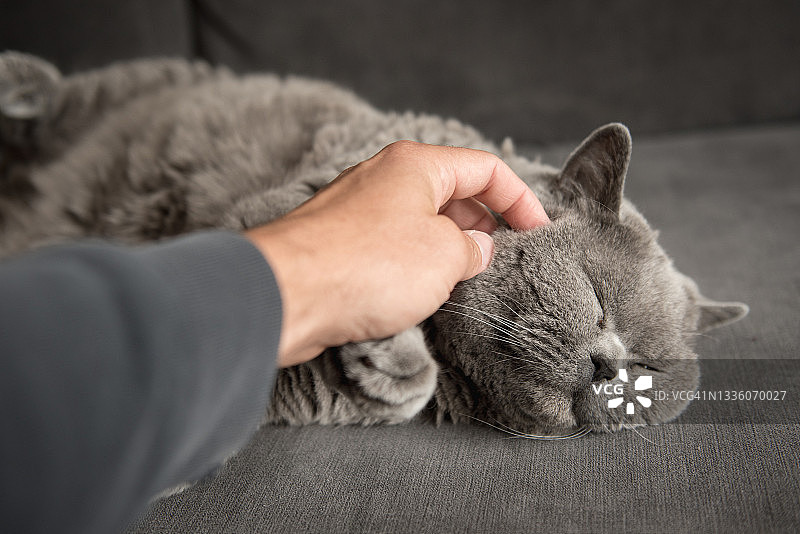 一个男人的手抚摸着一只睡意朦胧的英国短毛猫的圆脸蛋，她闭着眼睛躺在灰色的沙发上图片素材