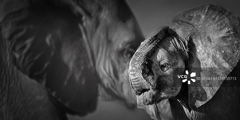 肯尼亚察沃东部，小象养育象鼻的惊人全景图片素材