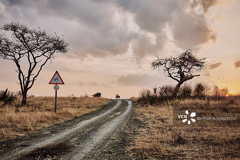日落时分，灌木丛中的斑马线标志，左边的土路上站着两只羚羊。图片素材