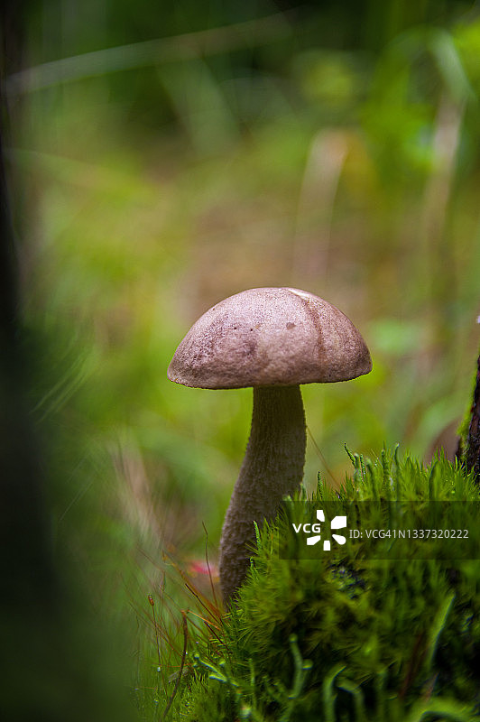 秋天森林苔藓中的年轻的桦树蘑菇图片素材