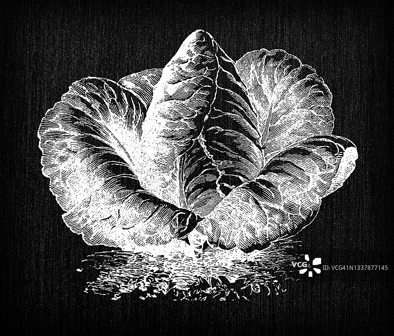 植物学蔬菜植物仿古雕刻插图:卷心菜图片素材