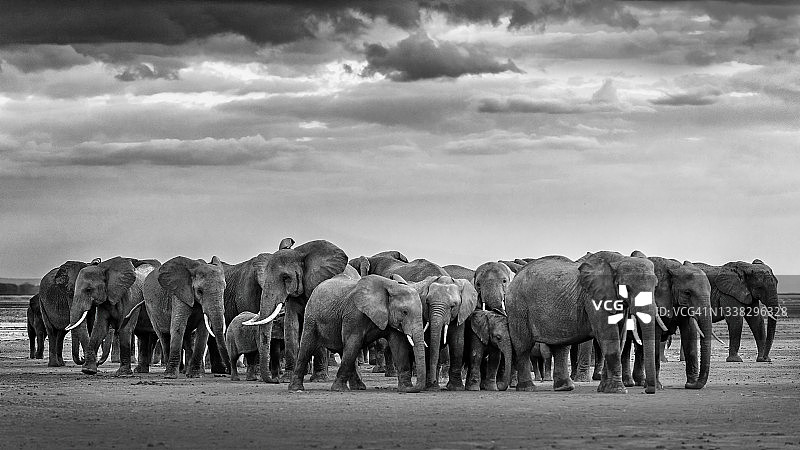 肯尼亚，安博塞利，大象家族在干湖上行进的美丽特写，黑白照片图片素材