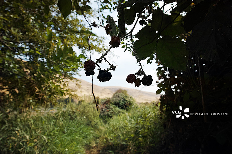 浆果挂在灌木上图片素材