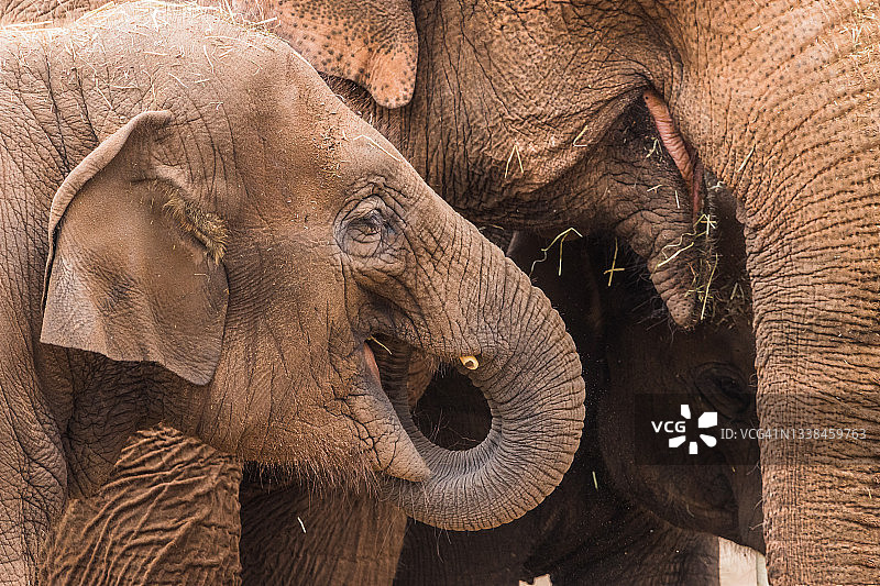 三个大象喂养图片素材
