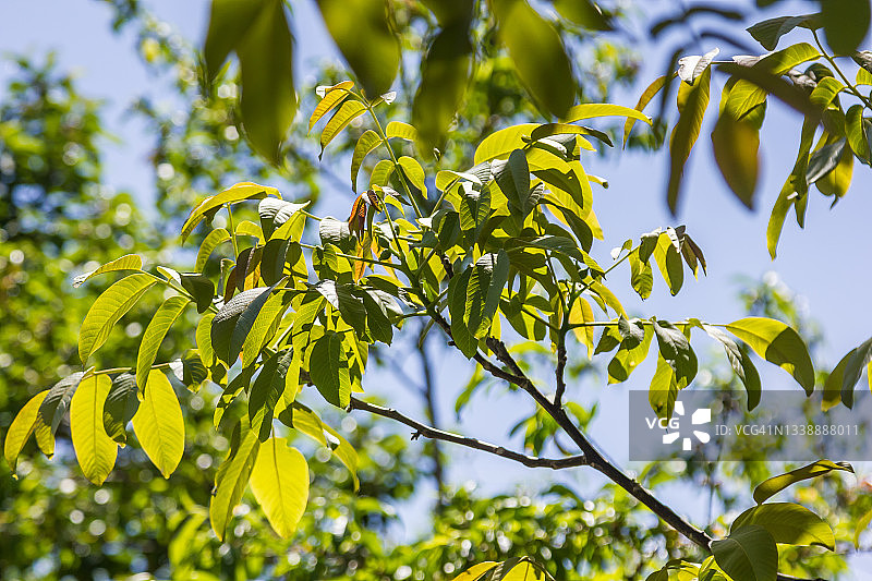 在阳光明媚的天气里，天空背景上有绿叶的胡桃树枝图片素材