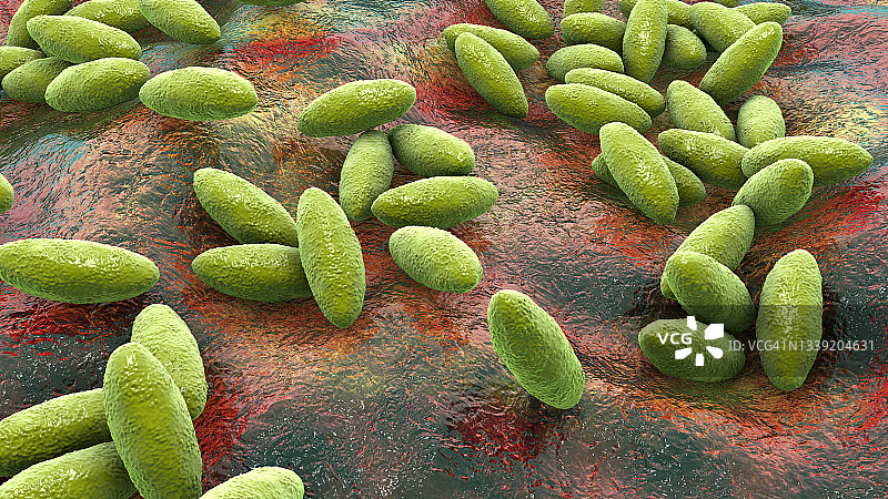 布鲁氏菌的细菌,插图图片素材
