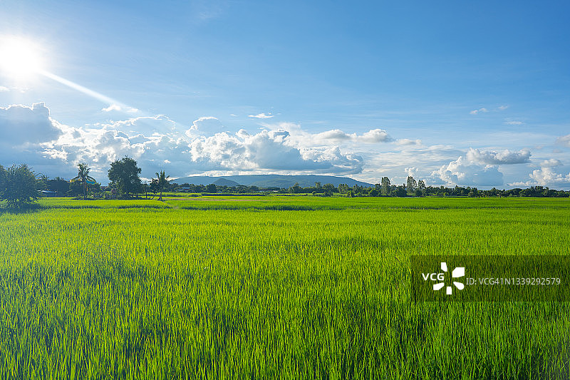 稻田和蓝天白云之上绿油油的田园风光为背景，美丽的田园风光尽收眼底图片素材