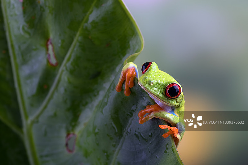 红眼树蛙悬挂在红掌叶上图片素材