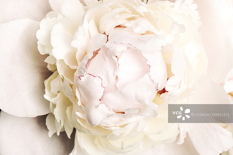 封闭的白牡丹。花瓣温柔的大花图片素材