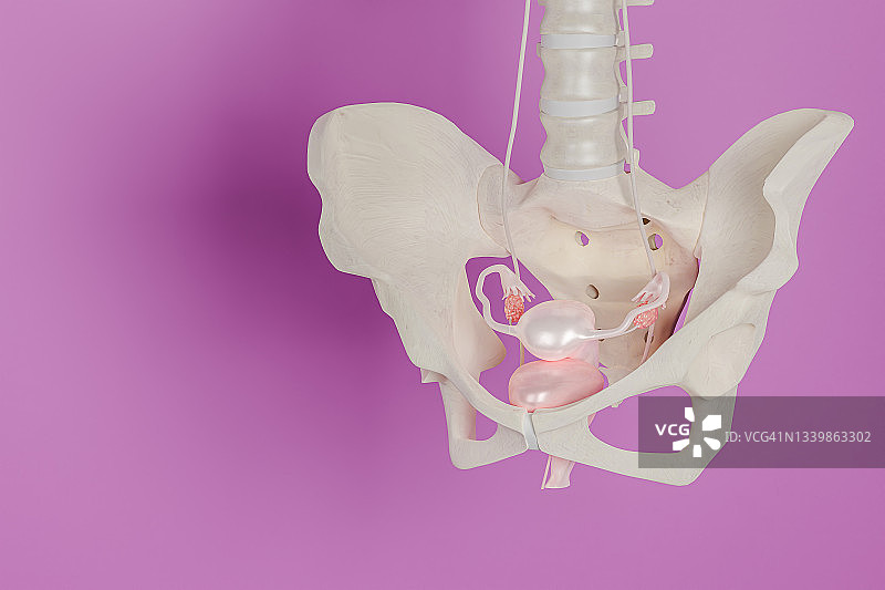 女性生殖系统3D，插图与复制空间隔离在背景上图片素材