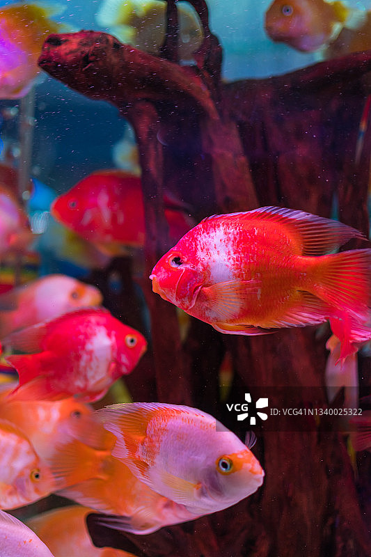 水族馆里热带鱼的特写镜头图片素材