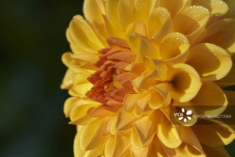 在柔和的阳光下，黄色大丽花的侧面特写图片素材