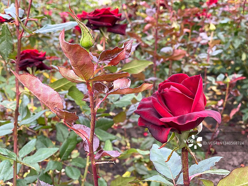 深红的深红色玫瑰在秋天的花园里盛开着黑魔法。红玫瑰花朵。夏日花园里满是红玫瑰。鲜红茂盛的玫瑰花瓣在阳光明媚的日子。美丽的玫瑰灌木在玫瑰属。图片素材