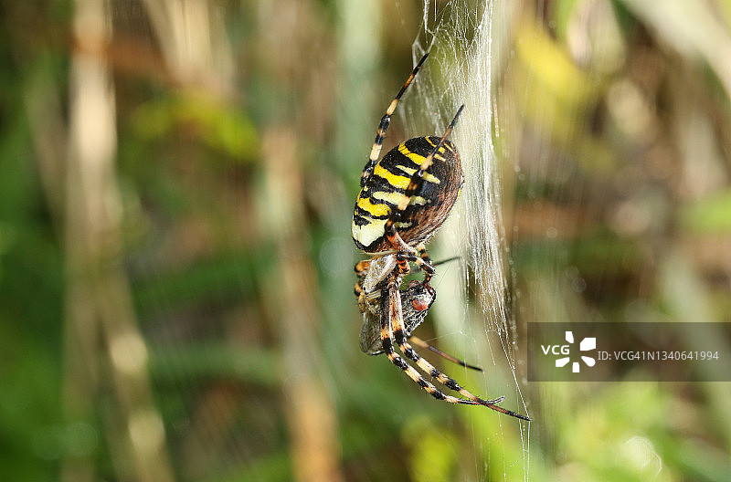 一只正在狩猎的雌性黄蜂蜘蛛，Argiope bruennichi，在它的网上。它在网上抓到了一只苍蝇，她正在吃它。图片素材