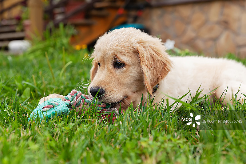 快乐的金毛寻回犬躺在后院的草地上玩着玩具。图片素材
