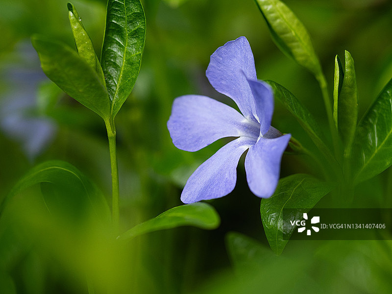春天，在明亮的绿色叶子中盛开的蓝色长春花的特写图片素材