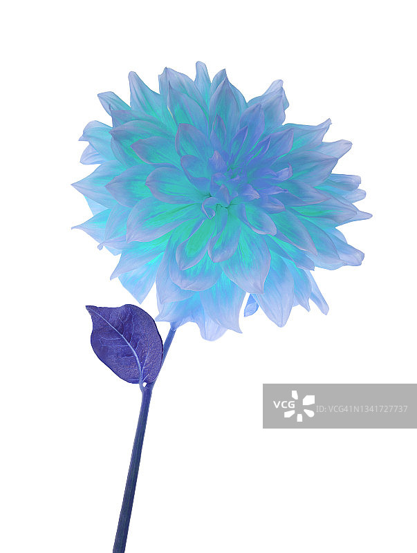 幻想蓝色大丽花与叶子，数字颜色改变。图片素材